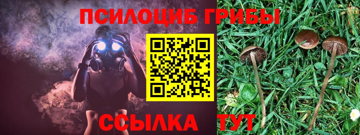 Гай  Псилоцибиновые грибы GOLDEN TEACHER  Псилоцибиновые грибы Magic Shrooms  Вход с VPN 
